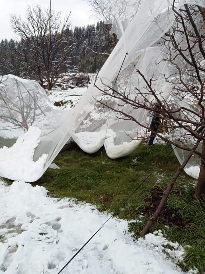 Fresh snow, hailstorm damage apple crop worth Rs 1 cr in Kullu