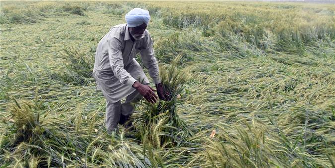 Strong winds and hail, Punjab and Haryana farmers told to delay wheat harvest
