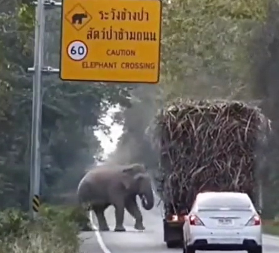 Viral video: Elephant stops lorry to pull out some sugarcane mounted on it, wholesome video leave Internet in awe of it