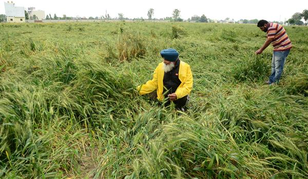 If crop loss more than 75%, Punjab farmers to get Rs 15,000/acre