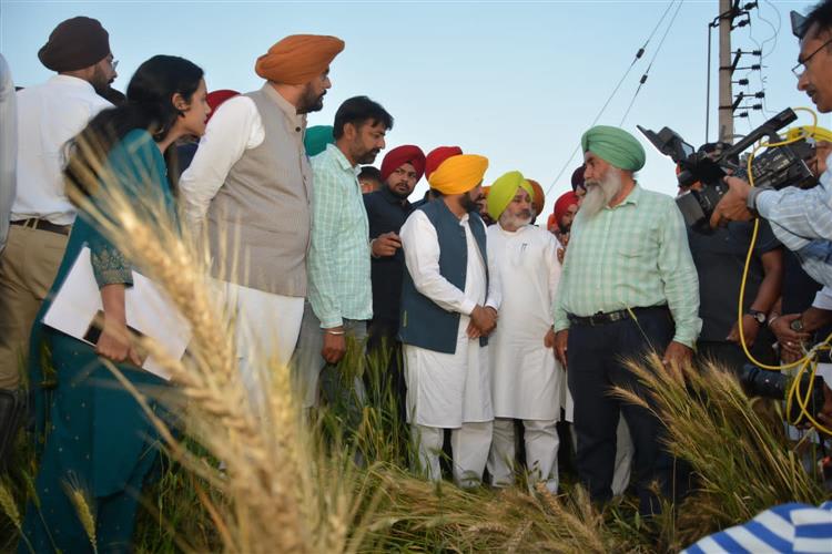 Unseasonal rain in Punjab to delay wheat-harvesting by 2 weeks