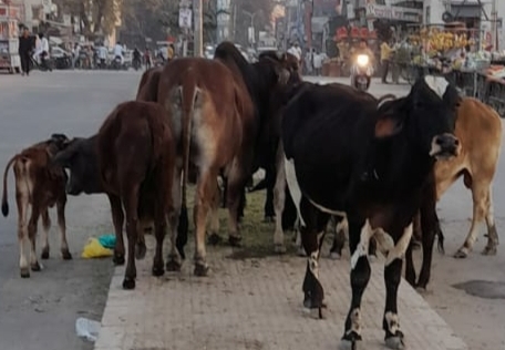 Stray cattle menace worsens in Tohana