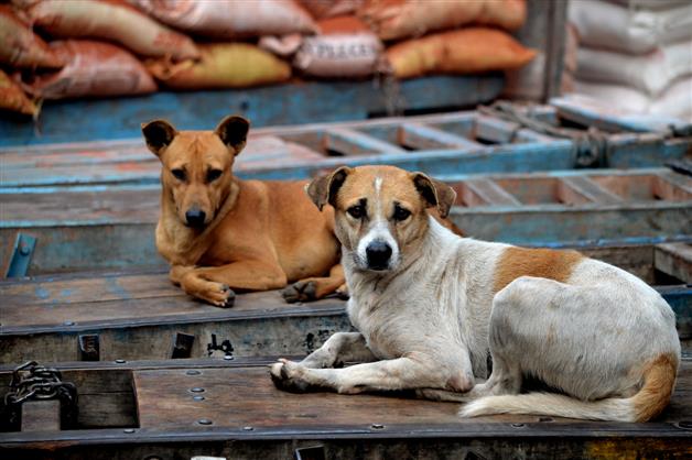 Stray dog attack: NGO holds awareness campaign at Vasant Kunj