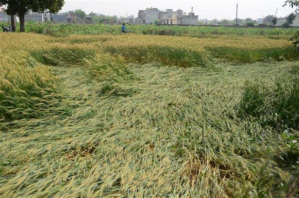 Rain, hailstorm flatten wheat crop over 53K hectares in dist
