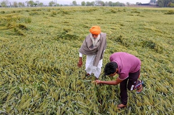 IMD forecasts rain, hail, strong winds; advises Punjab and Haryana farmers to postpone harvest