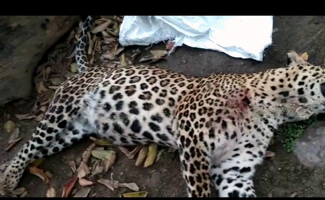Leopard’s carcass found in Jawali