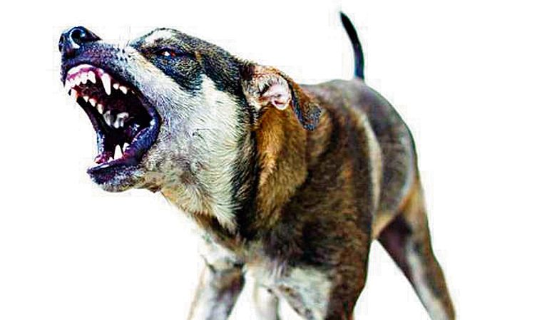New norms for dog sterilisation in Chandigarh
