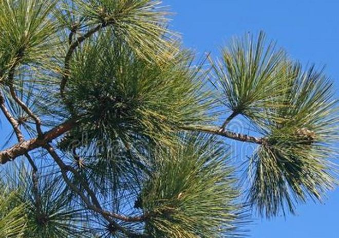 Himachal to produce bio-energy from pine needles, bamboos
