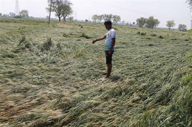 To assess crop damage in Haryana, CM Manohar Lal Khattar announces special girdawari
