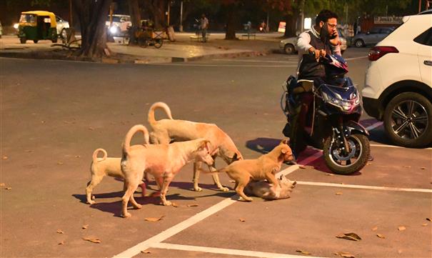 Despite sterilisation, stray dog population rising: High Court