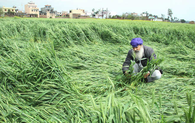 Farmers reject relief for damage caused to crop
