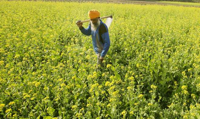 Area under mustard increases, but prices fall; farmers distressed