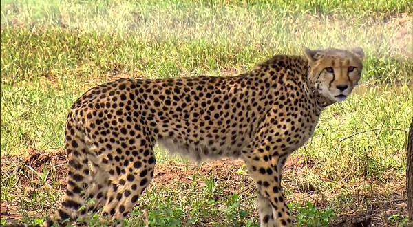 Namibian cheetah Sasha dies at Kuno National Park in Madhya Pradesh