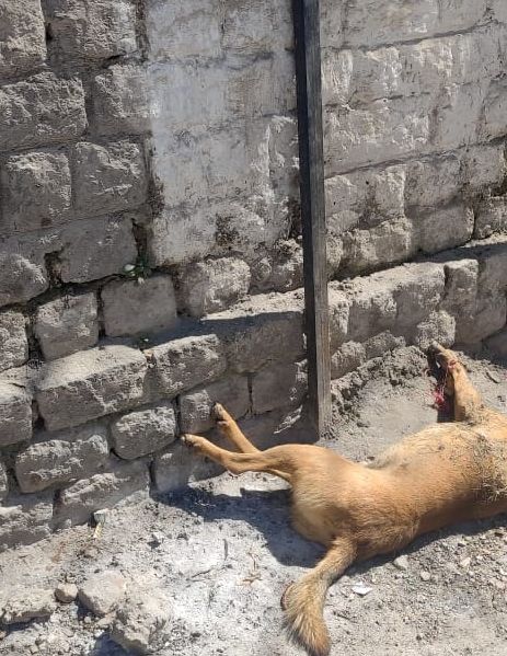 Manali MC sanitation worker booked for ‘poisoning dog’