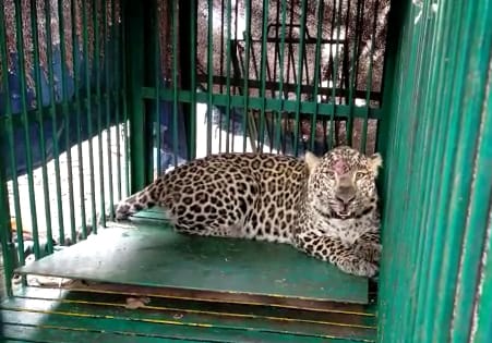 Leopard caught in Nangal by Wildlife Dept