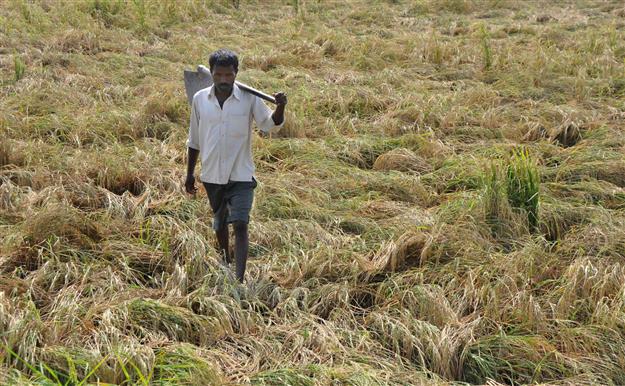 3 years on, crop insurance claims of 24,000 Haryana farmers yet to be settled