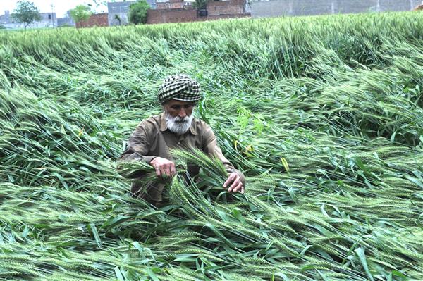 Punjab farmers worried as high-velocity winds flatten crop