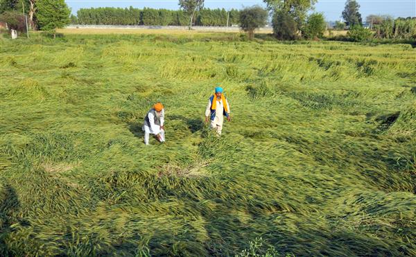 Punjab stares at 15% decline in wheat yield