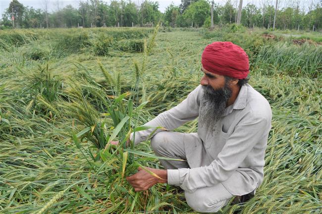 Rain, strong wind damage wheat crop in Majha region