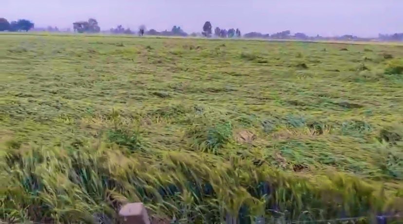 Gusty winds damage wheat crop in Punjab and Haryana just before harvest