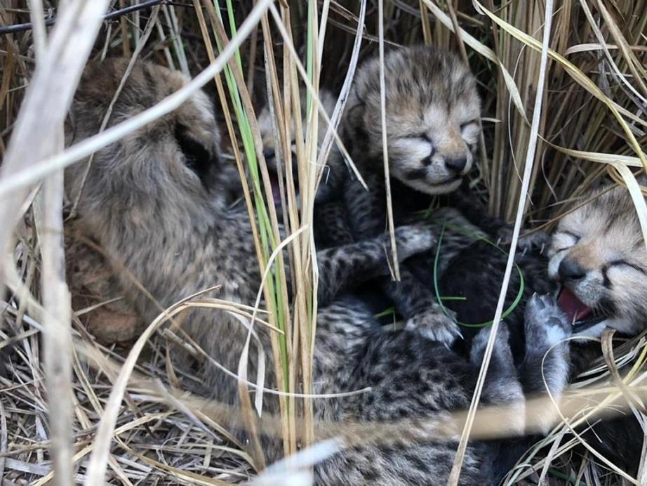 Cheetah translocated to India from Namibia gives birth to four cubs