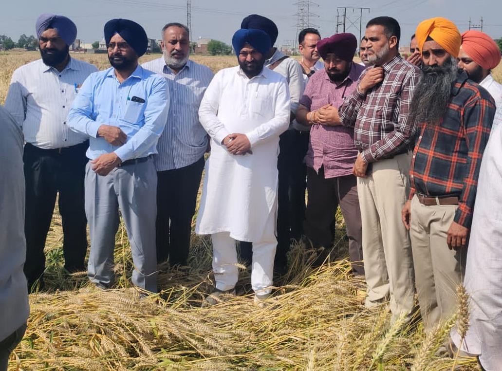 Spl girdawari begins to assess  loss to wheat crop due to rain