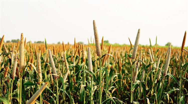 Livestock sector can boost demand for millets