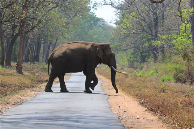 784 elephant deaths in 10 years in Odisha: Forest minister