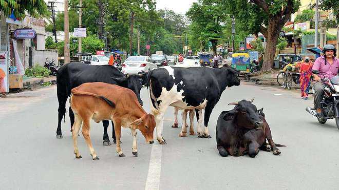 Cattle movement continues to trouble residents