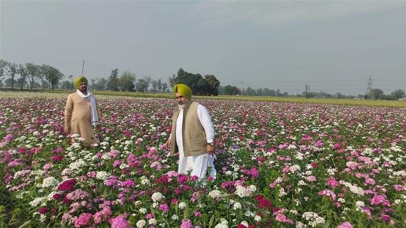 Sangrur: Flower growers seek govt's assistance