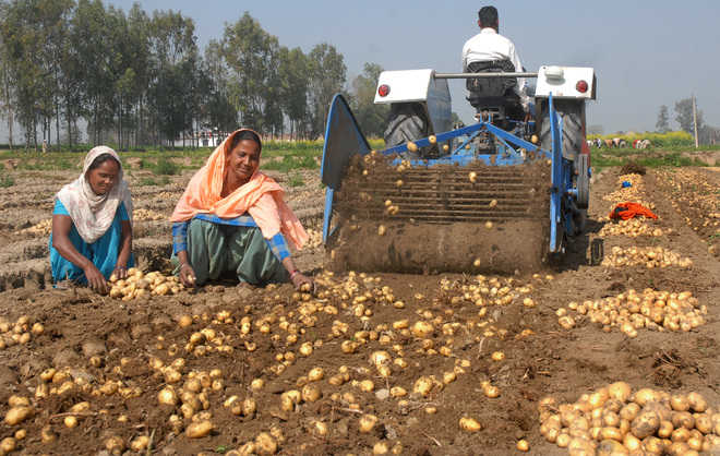 Punjab’s potato growers stare at heavy losses due to low prices