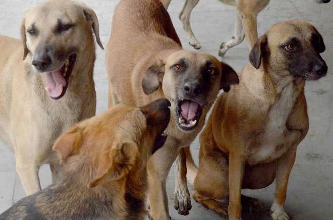 Infant sleeping next to mother in Rajasthan govt hospital killed by stray dogs