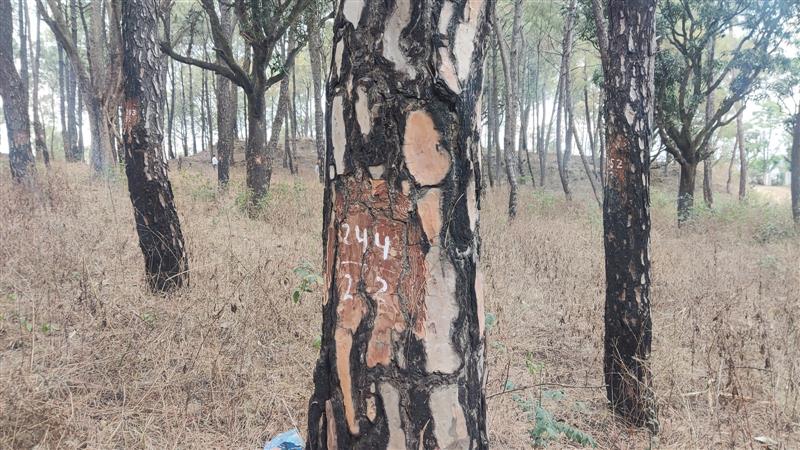 500 trees to be axed for heliport at Hamirpur