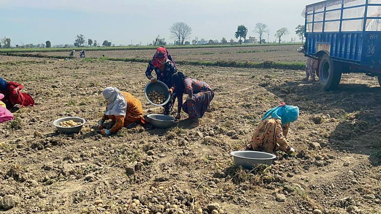 Potato price dips further, Haryana farmers stare at losses