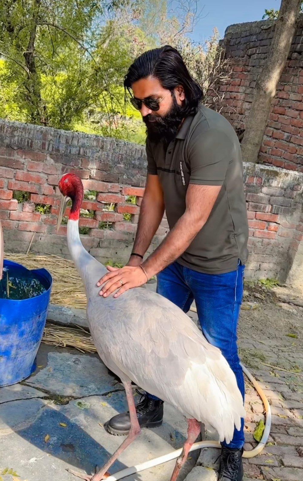 UP man who rescued, cared for Sarus crane gets Forest Department notice