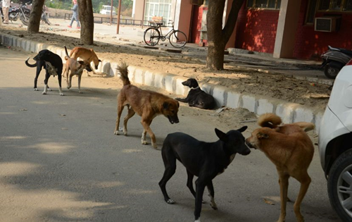 Checking stray dog population