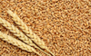 Ban on wheat exports to stay; record output despite rain