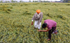 IMD forecasts rain, hail, strong winds; advices Punjab, Haryana farmers to postpone harvest