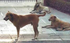 Govt mulls control room to tackle stray dog menace
