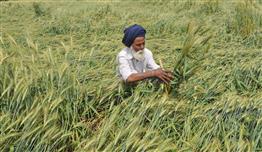 Incessant rain, high-velocity winds cause further damage to wheat crop