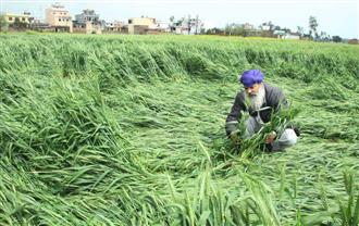 Farmers reject relief for damage caused to crop