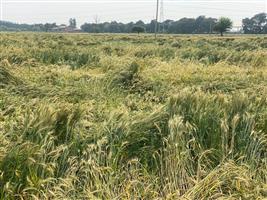 Rain flattens wheat crop, farmers on edge