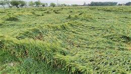 Rain flattens wheat crop