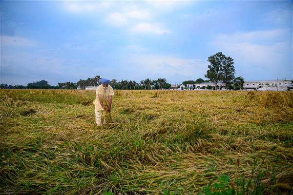 Untimely rain, hailstorm hit wheat crop over 5.23 lakh hectares; farmers stare at yield loss