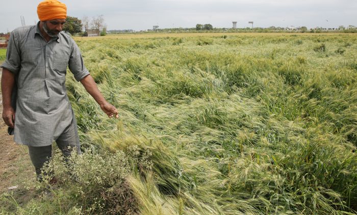 Rain may delay wheat harvesting in Punjab till Baisakhi