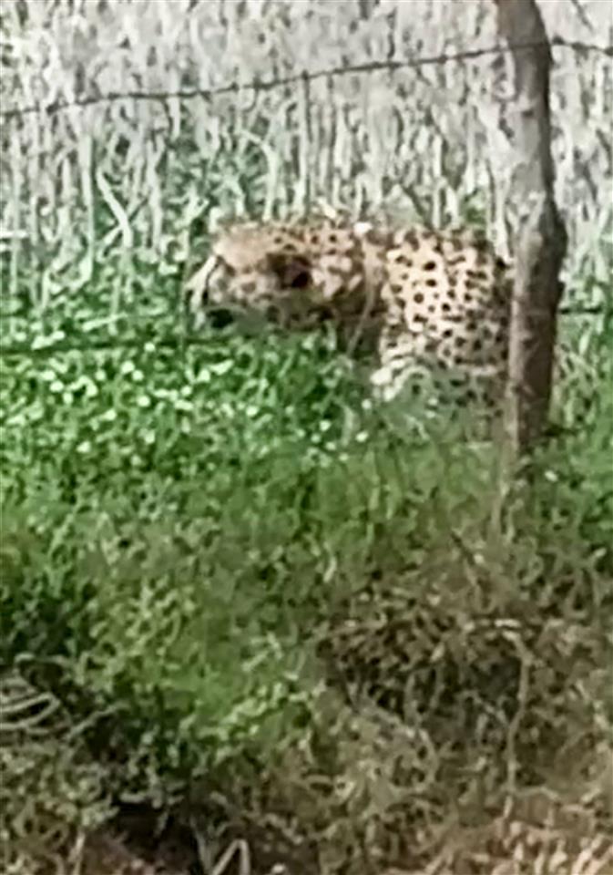Cheetah from Namibia strays into field near village along MP's Kuno National Park; efforts on to send it back into wild