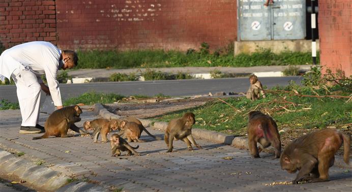 1,326 simians in Chandigarh: Amid official blame game, it’s monkey business as usual