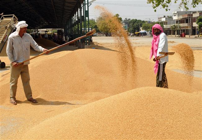 Farmers not happy with lifting norms for damaged grains