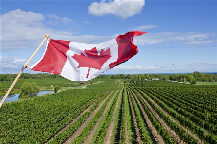 Canada needs 30,000 new immigrants in agri sector: Report