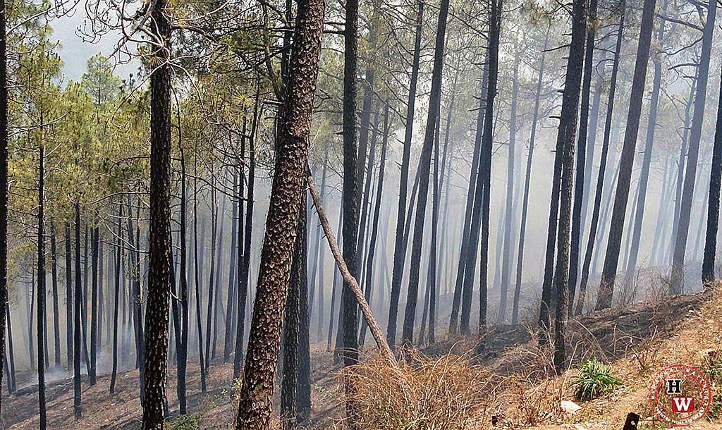 Nurpur Forest Dept initiates steps to combat summer fires